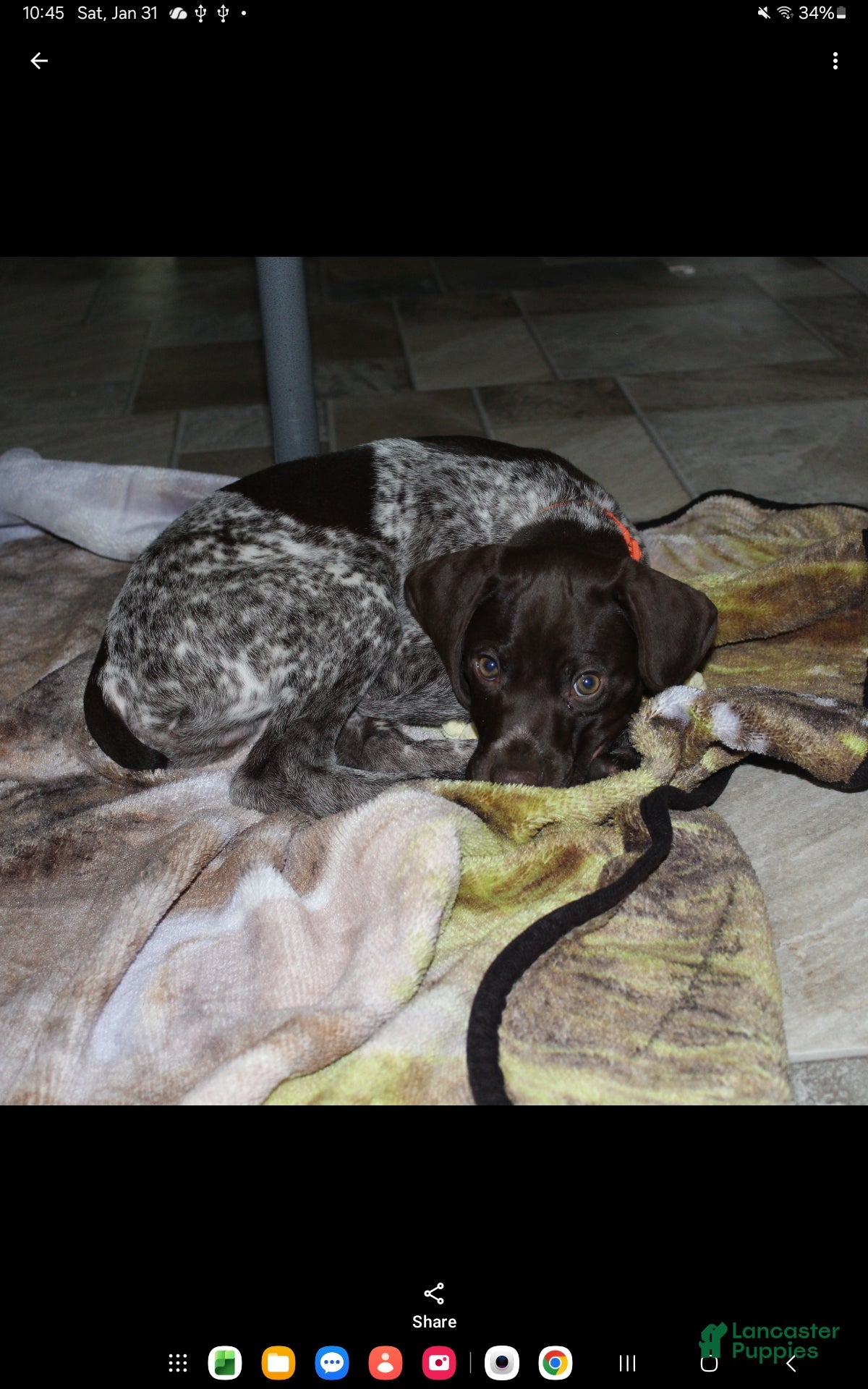 German Shorthaired Pointer dogs Ranger - Ad 2