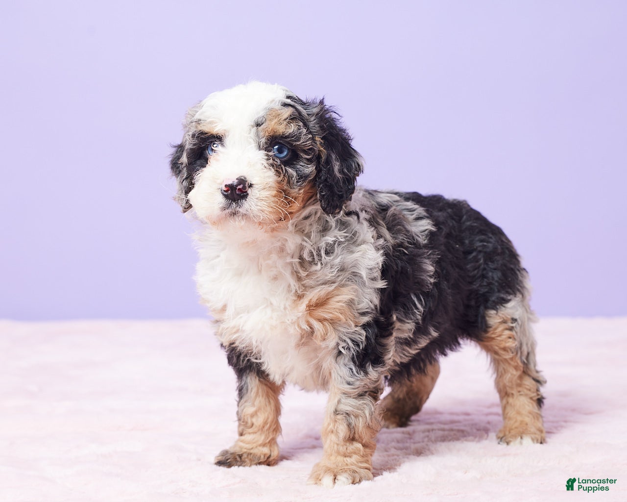 Mini Bernedoodle dogs Sonny - Ad 3