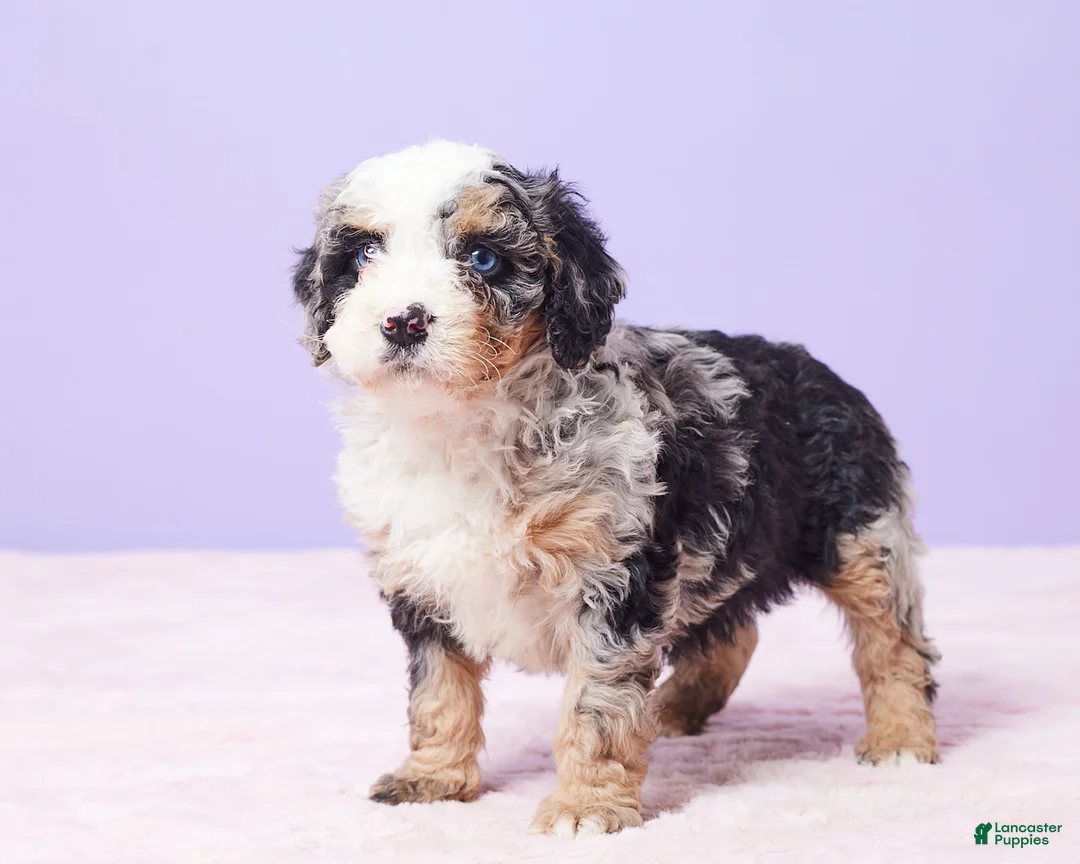 Mini Bernedoodle dogs for sale: Sonny - Ad 1