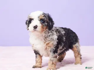 Mini Bernedoodle dogs Sonny - Ad 3