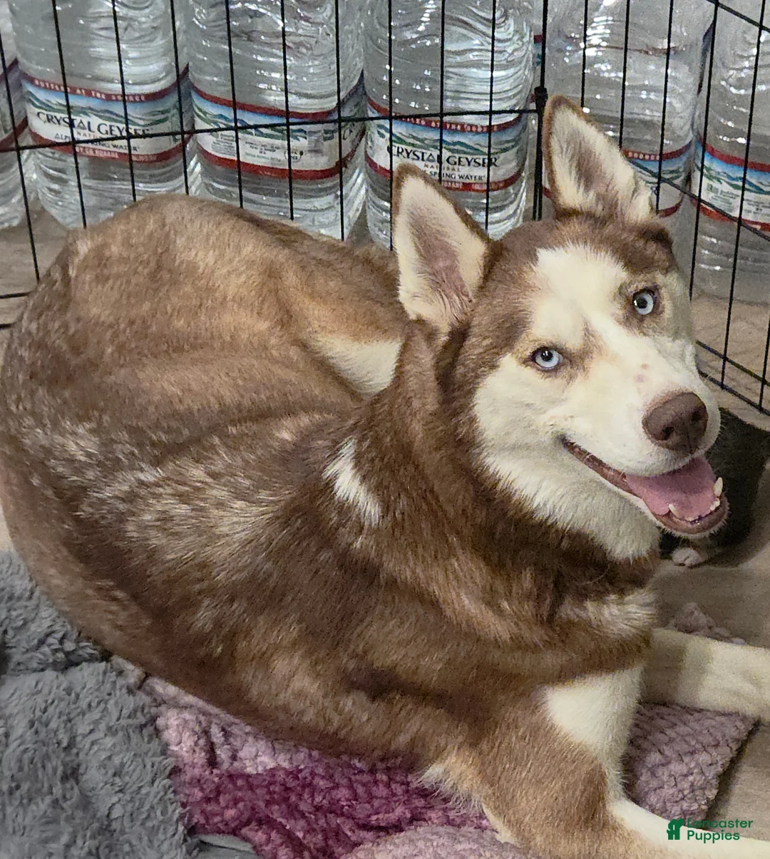 Siberian Husky dogs for sale: Kongo - Ad 2