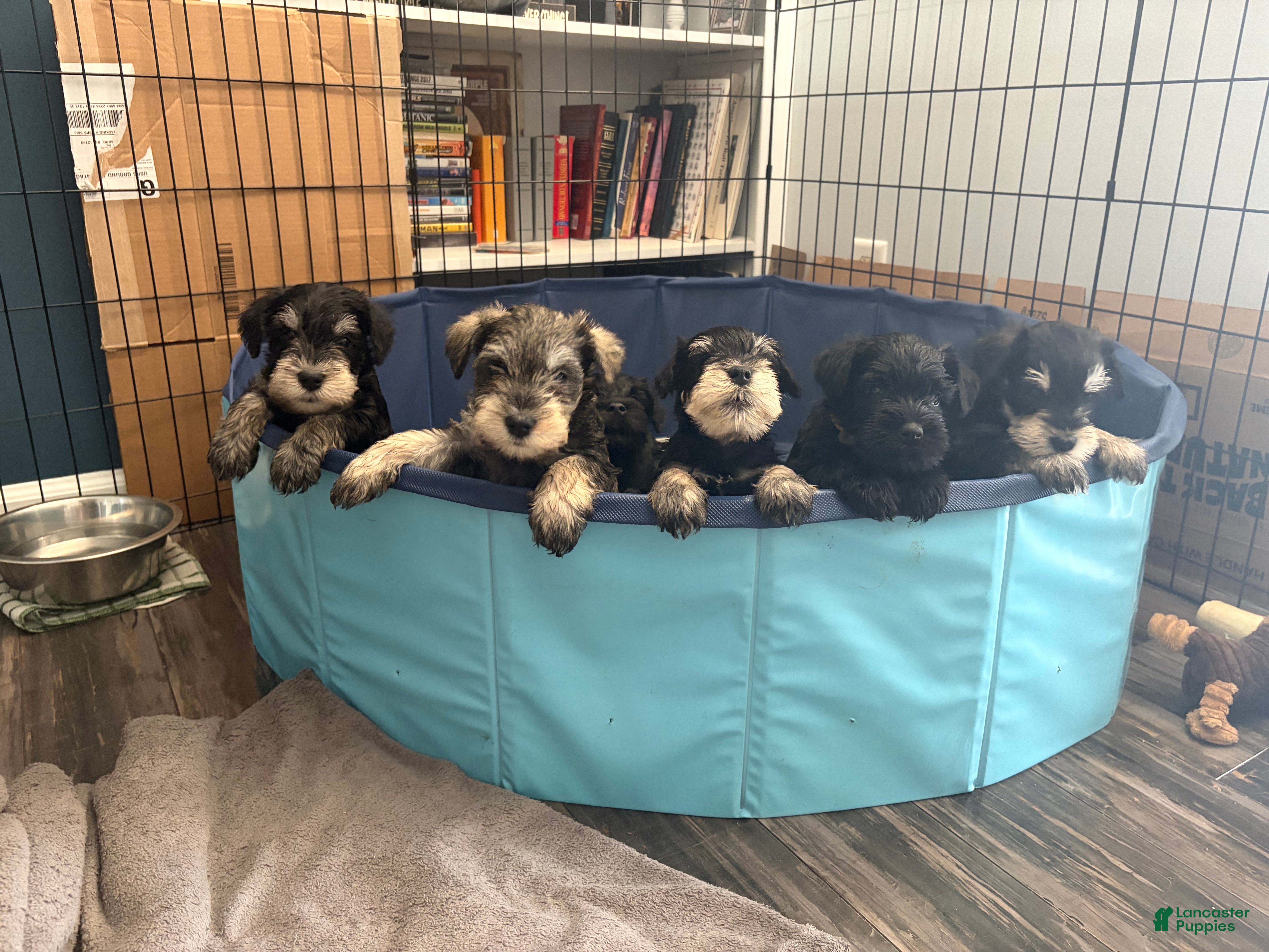 Miniature Schnauzer dogs Miniature Schnauzer 2 - Ad 2
