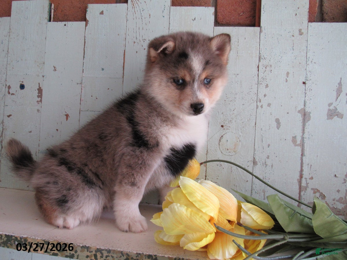 Pomsky dogs Bella   - Ad 2
