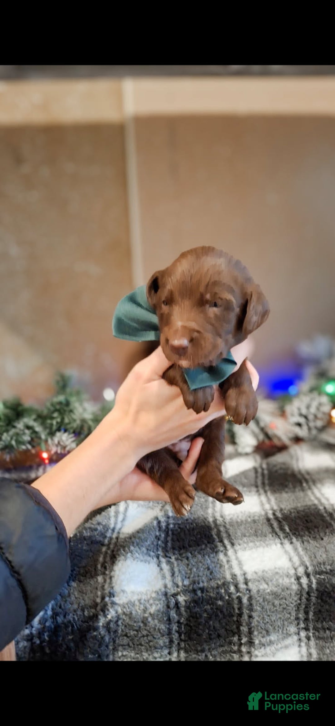 Mixed Breed dogs for sale: Jingles - Ad 1