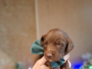 Mixed Breed dogs Jingles - Ad 42