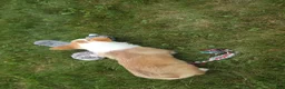 Welsh Corgi Pembroke dogs for sale: Dixie 🐶💖 - Ad 11