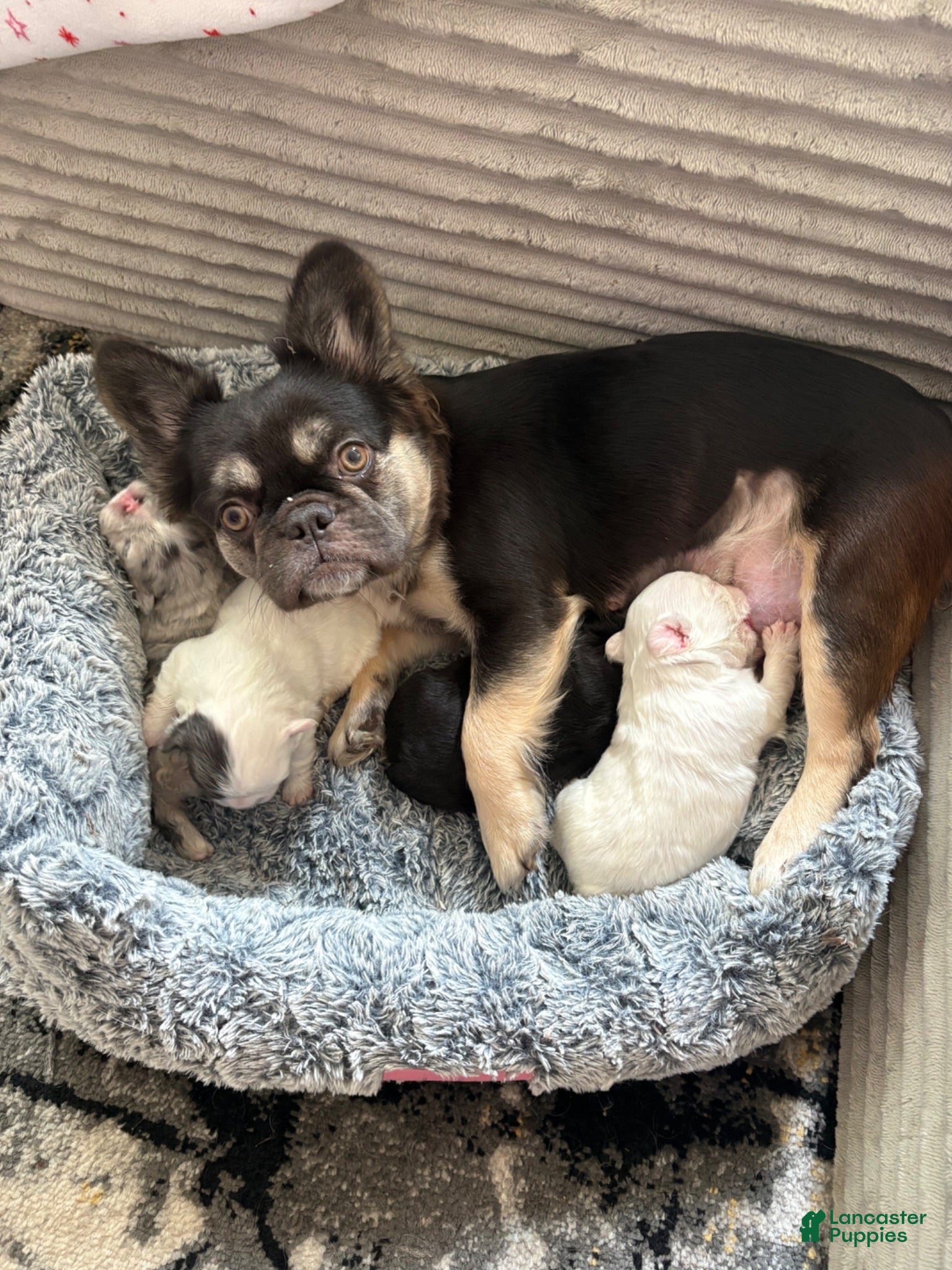 French Bulldog dogs Euro - Ad 2
