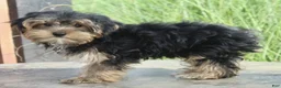 Yorkshire Terrier dogs for sale: Griffin - Ad 5