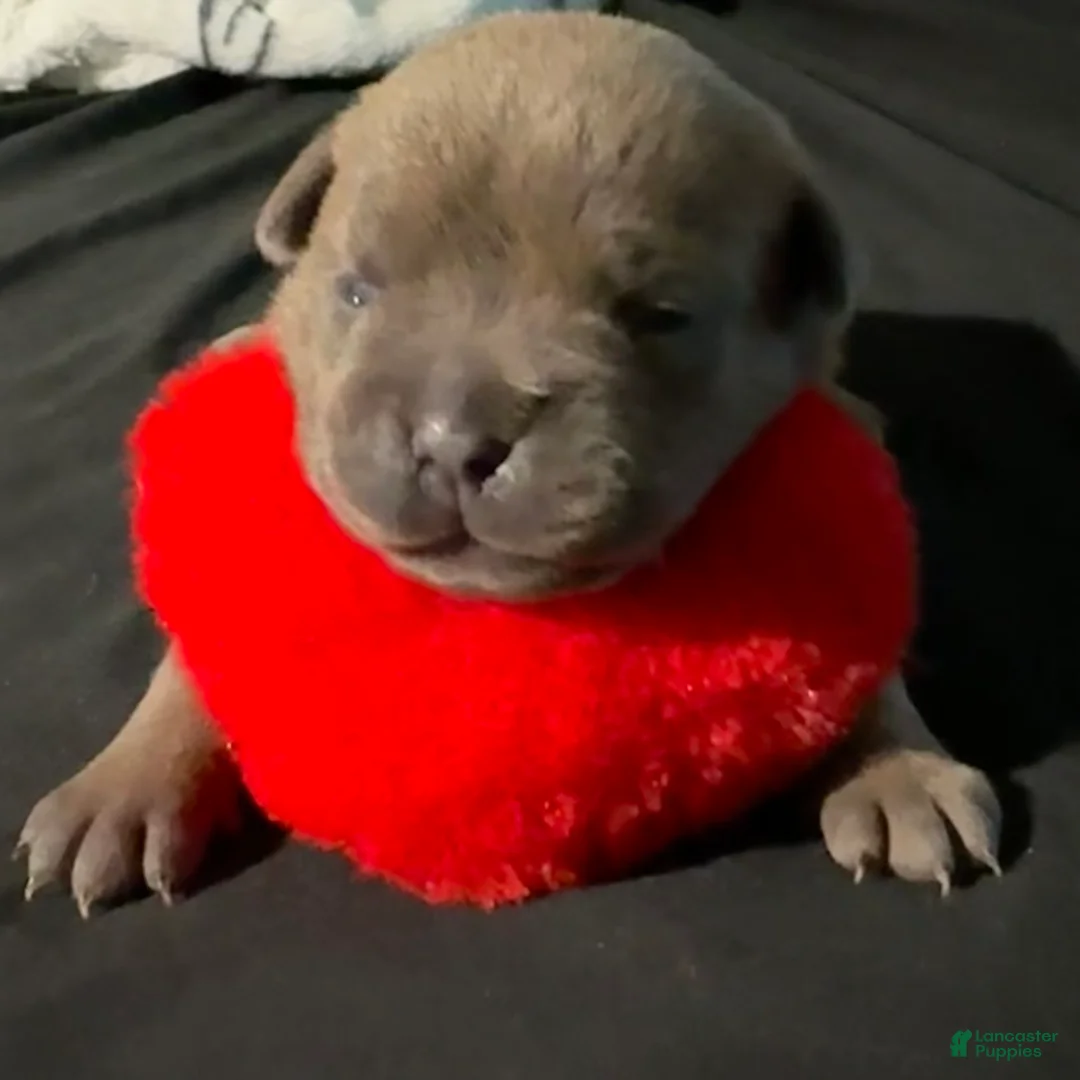 American Bully dogs for sale: American Bully Puppy 6 - Ad 1