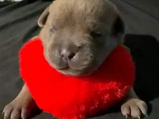 American Bully dogs for sale: American Bully Puppy 6 - Ad 4