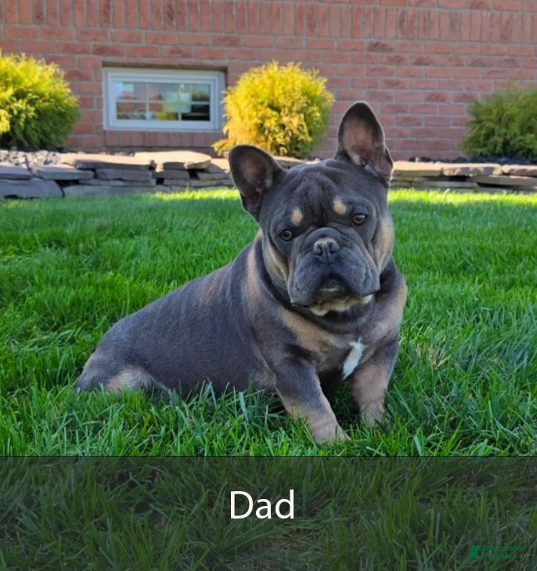 French Bulldog dogs for sale: Maverick - Ad 10