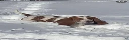 Basset Hound dogs for sale: Josie - Ad 4