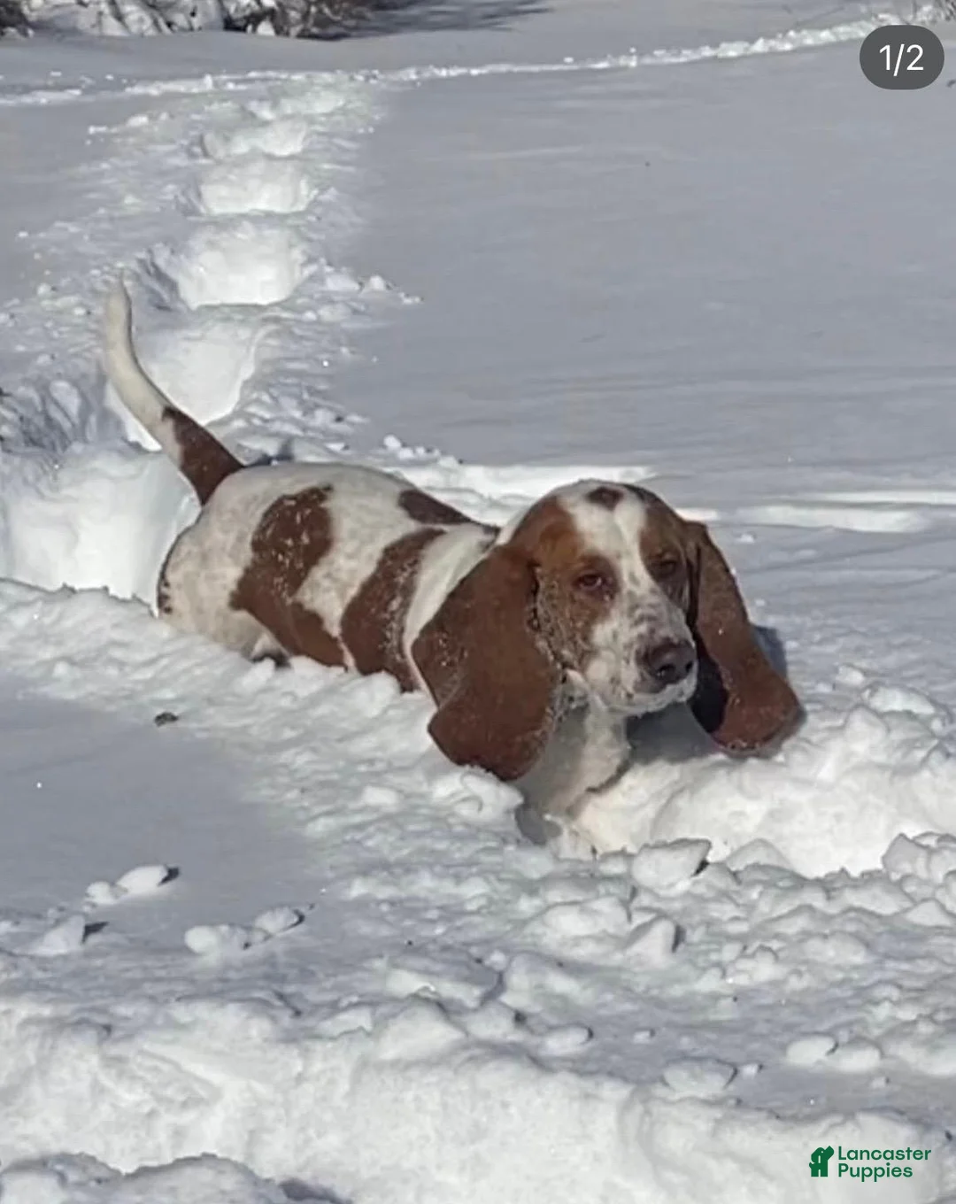 Basset Hound dogs for sale: Josie - Ad 4