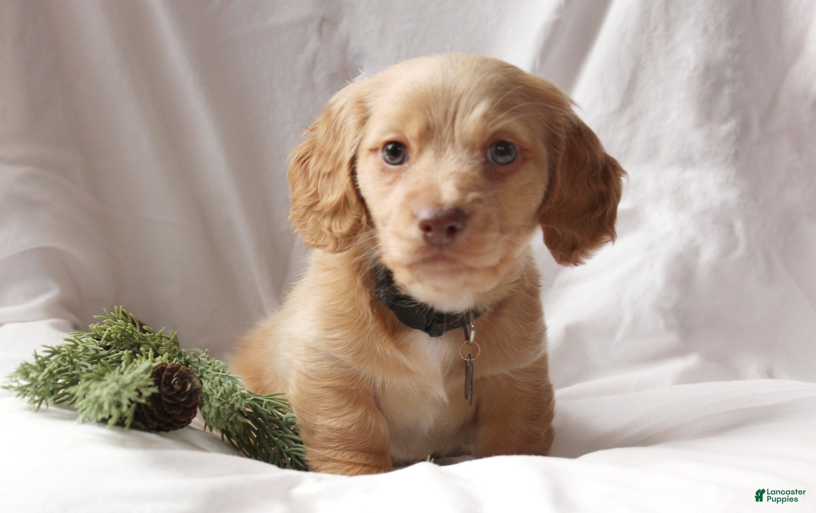 Miniature Dachshund dogs Milo - Ad 16