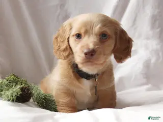 Miniature Dachshund dogs Milo - Ad 16