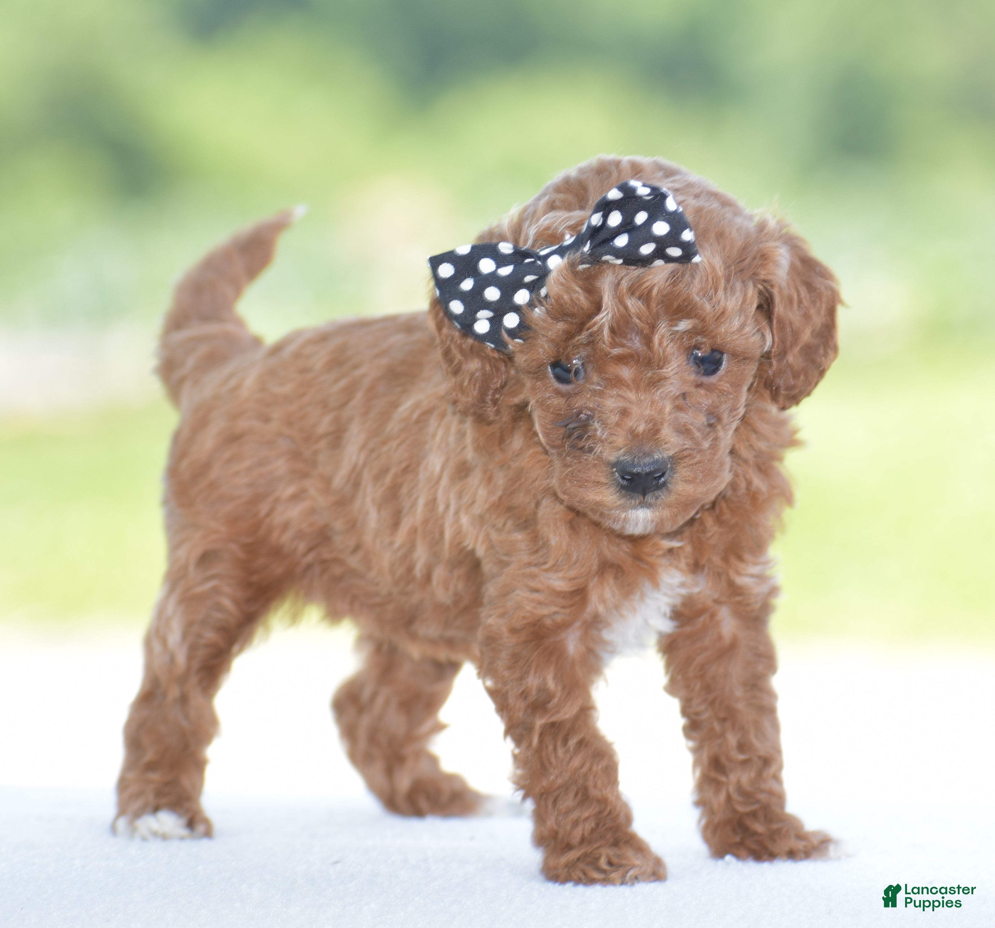 Miniature Poodle dogs Roxy - Ad 1
