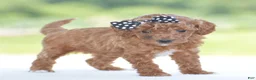 Miniature Poodle dogs for sale: Roxy - Ad 7