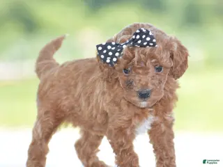 Miniature Poodle dogs for sale: Roxy - Ad 3