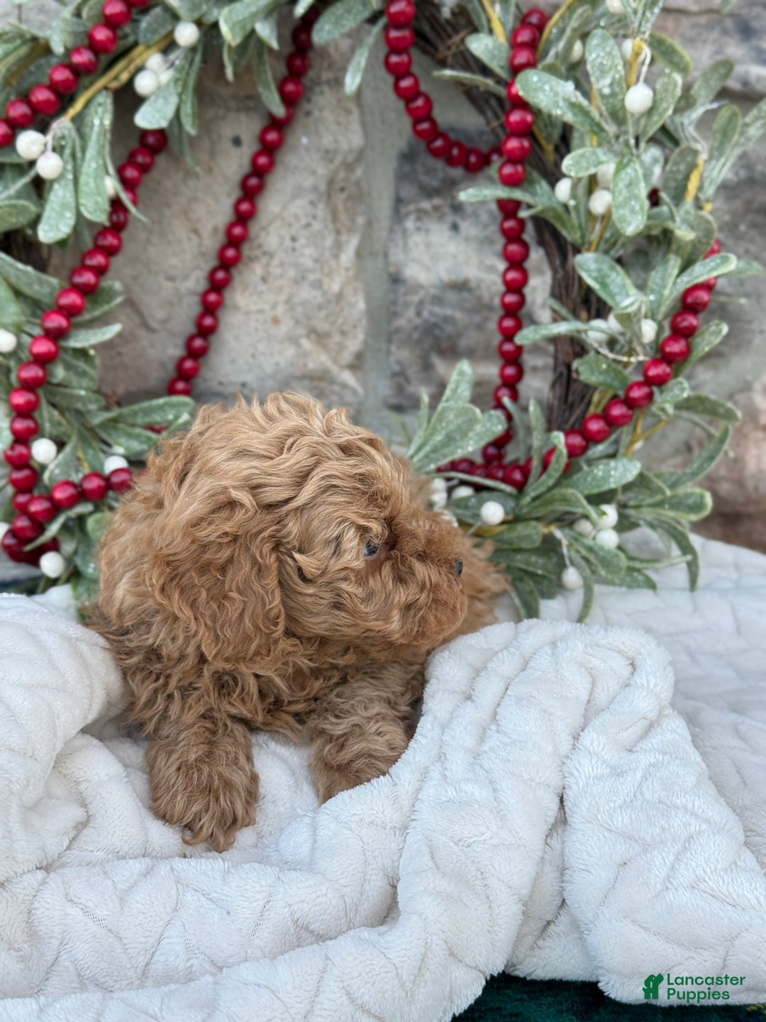 Toy Poodle dogs for sale: Trotter - Ad 5