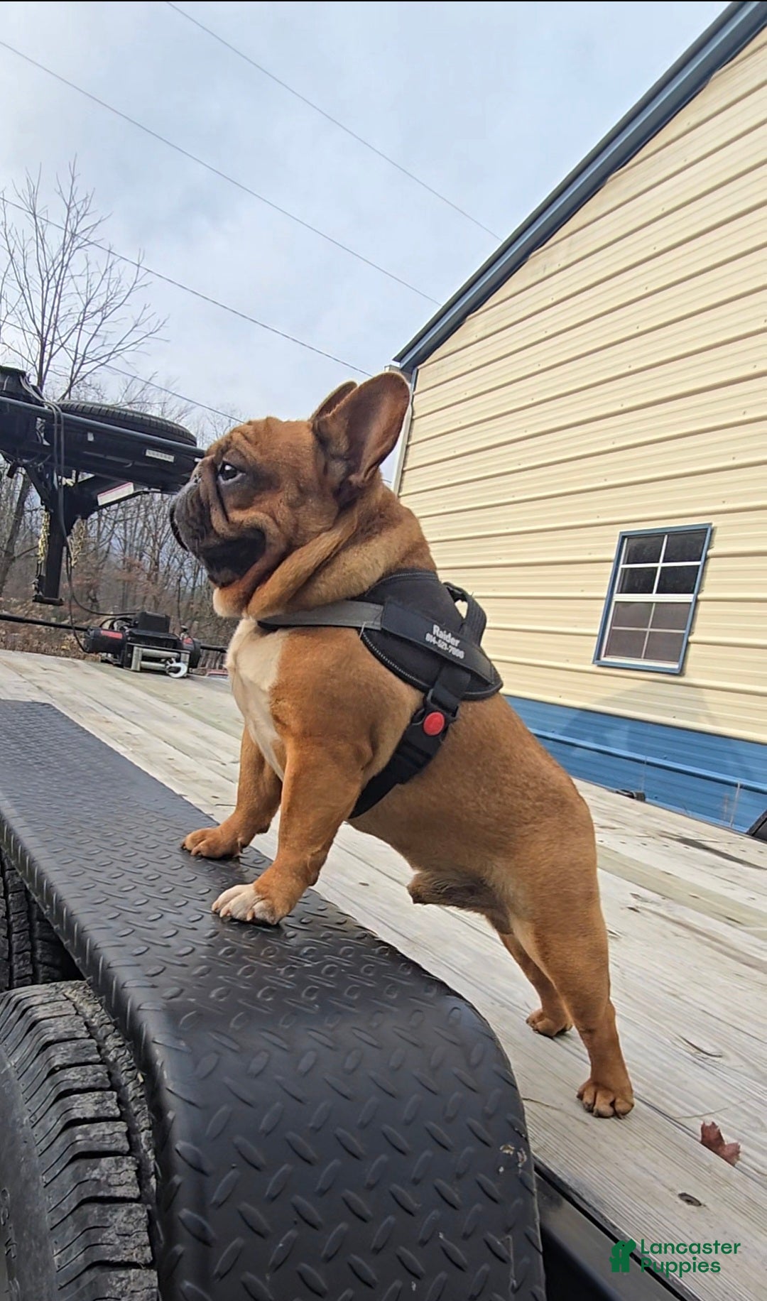 French Bulldog dogs for stud: French Bulldog 1 puppies - Ad 9