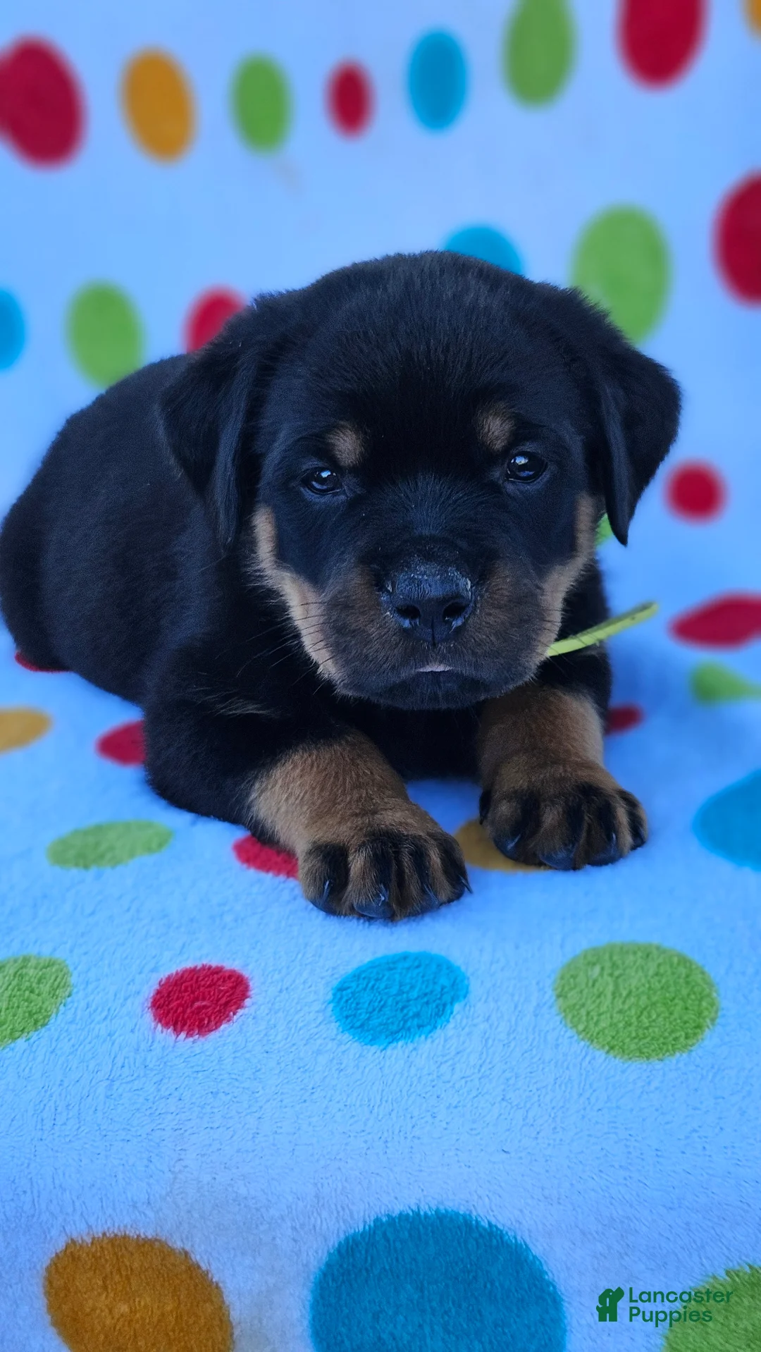 Rottweiler dogs for sale: Kai - Ad 1