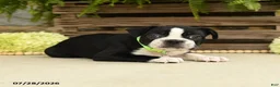 Boston Terrier dogs for sale: Tinker - Ad 3