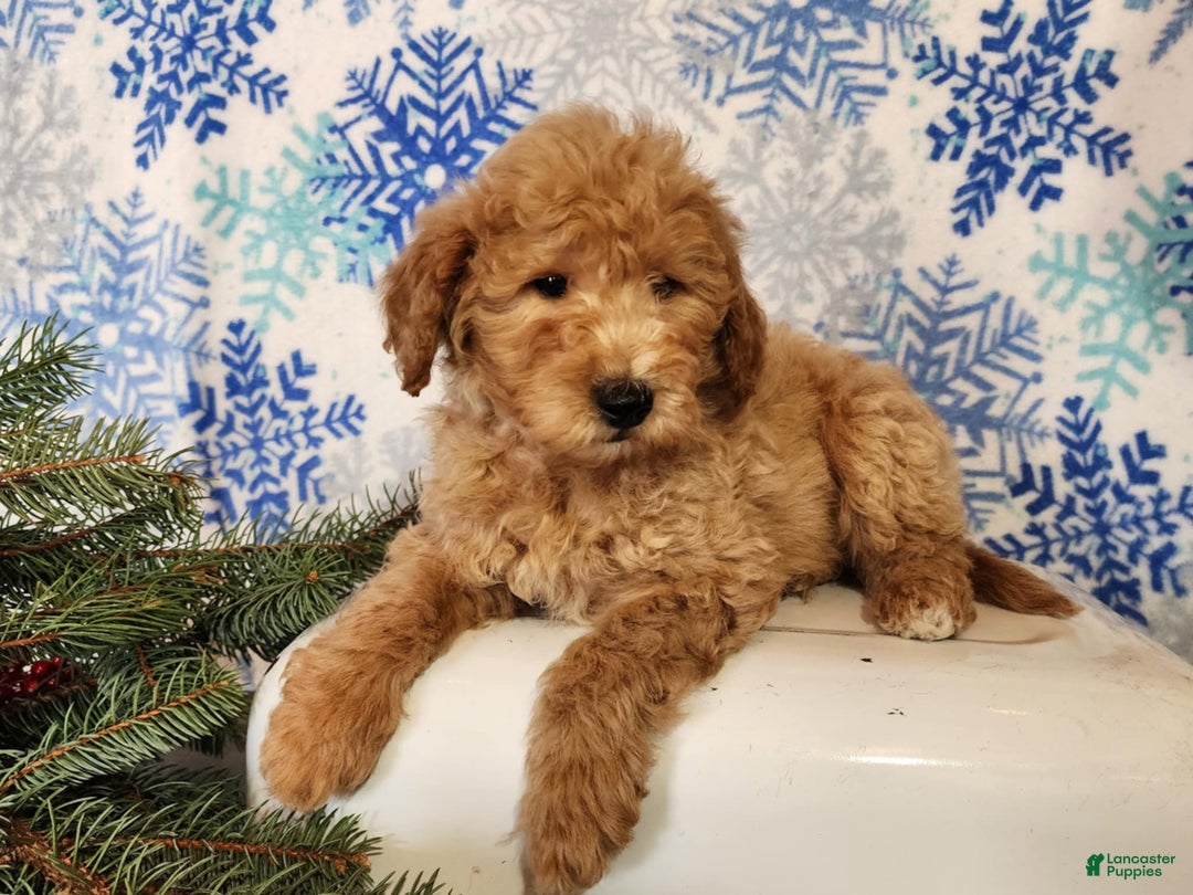 Mini Goldendoodle dogs for sale: Dover - Ad 7