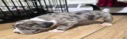 American Bully dogs for sale: "AALIYAH" BLUE MERLE - Ad 4