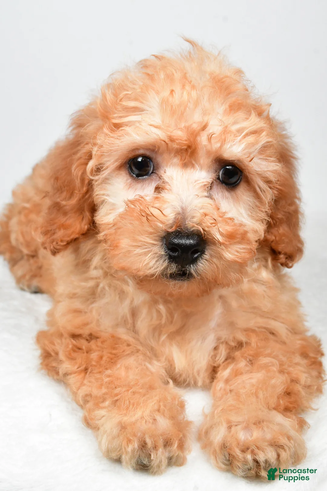 Bichpoo dogs for sale: Chloe - Ad 1