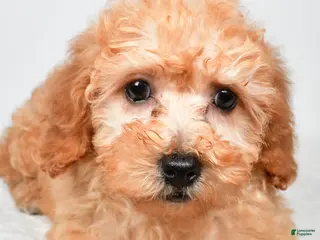 Bichpoo dogs for sale: Chloe - Ad 2