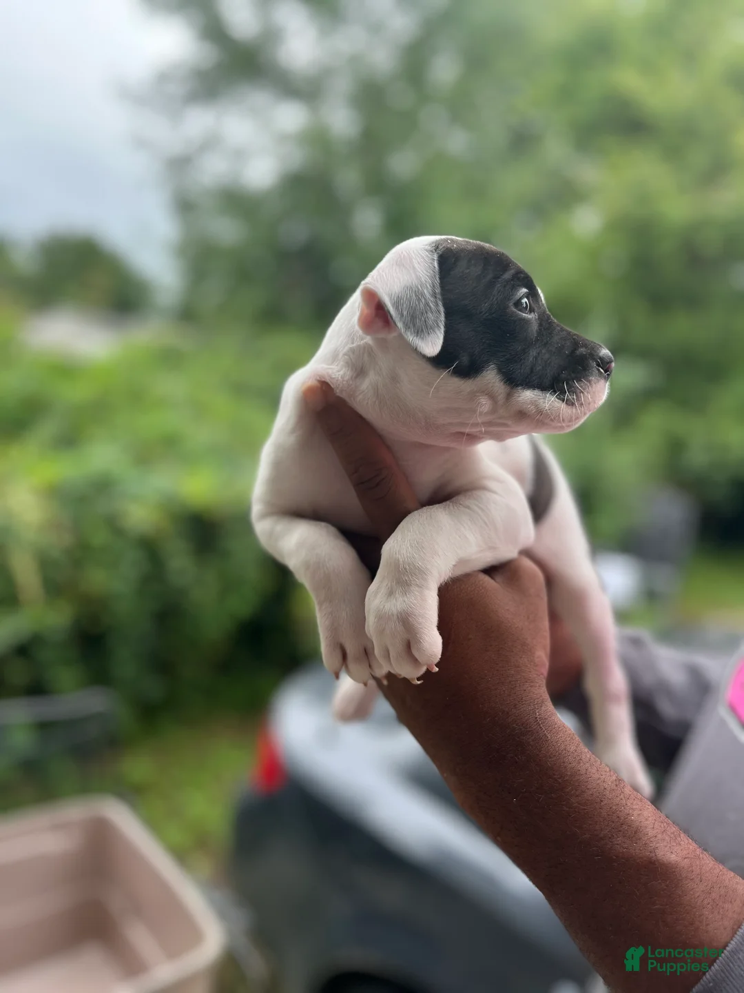 American Pit Bull Terrier dogs for sale: American Pit Bull Terrier 5 - Ad 3