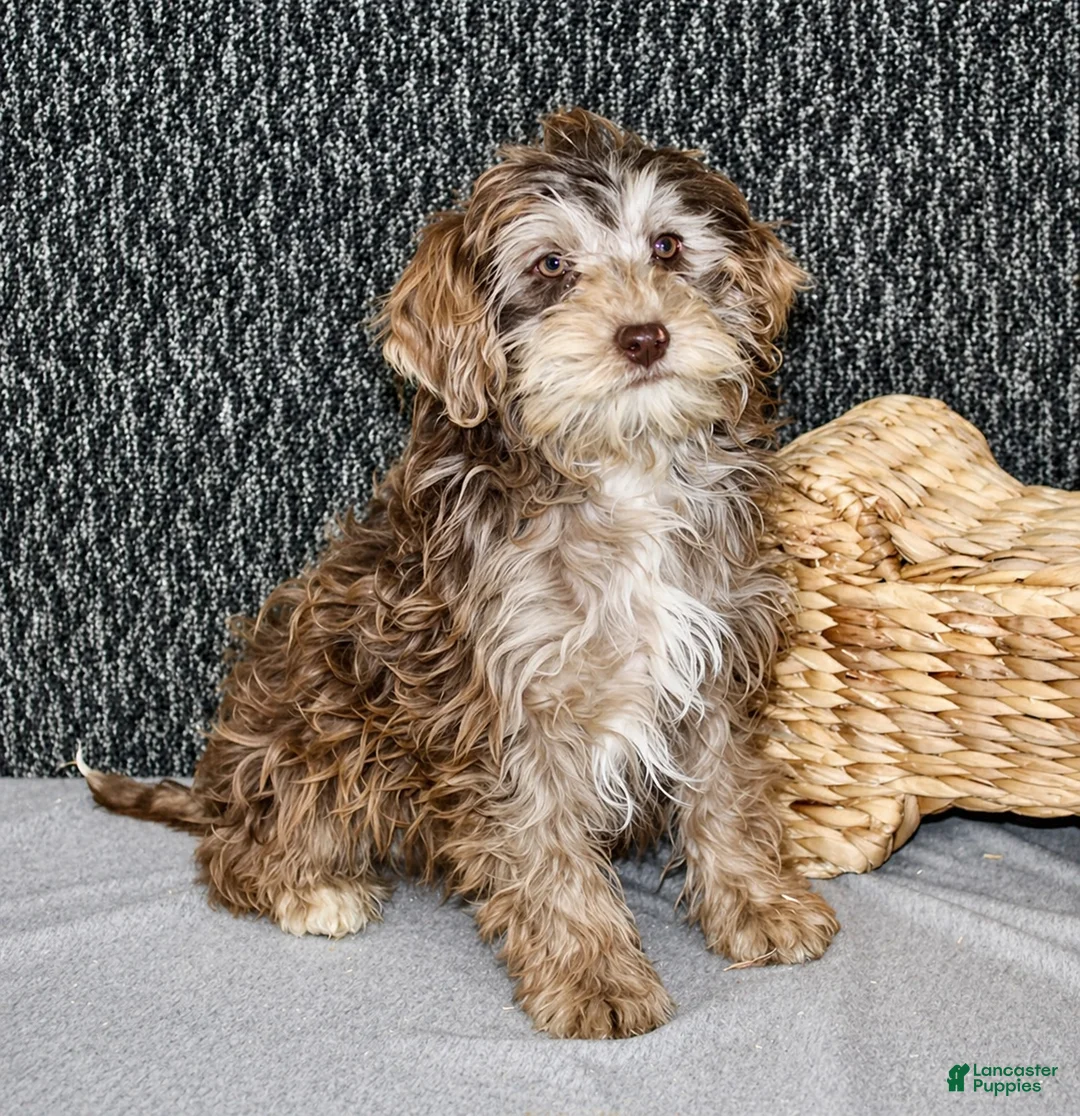 Mixed Breed dogs for sale: Olive - Ad 2