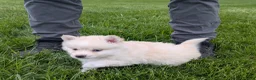 Pomsky dogs for sale: Mr Asher - Ad 3