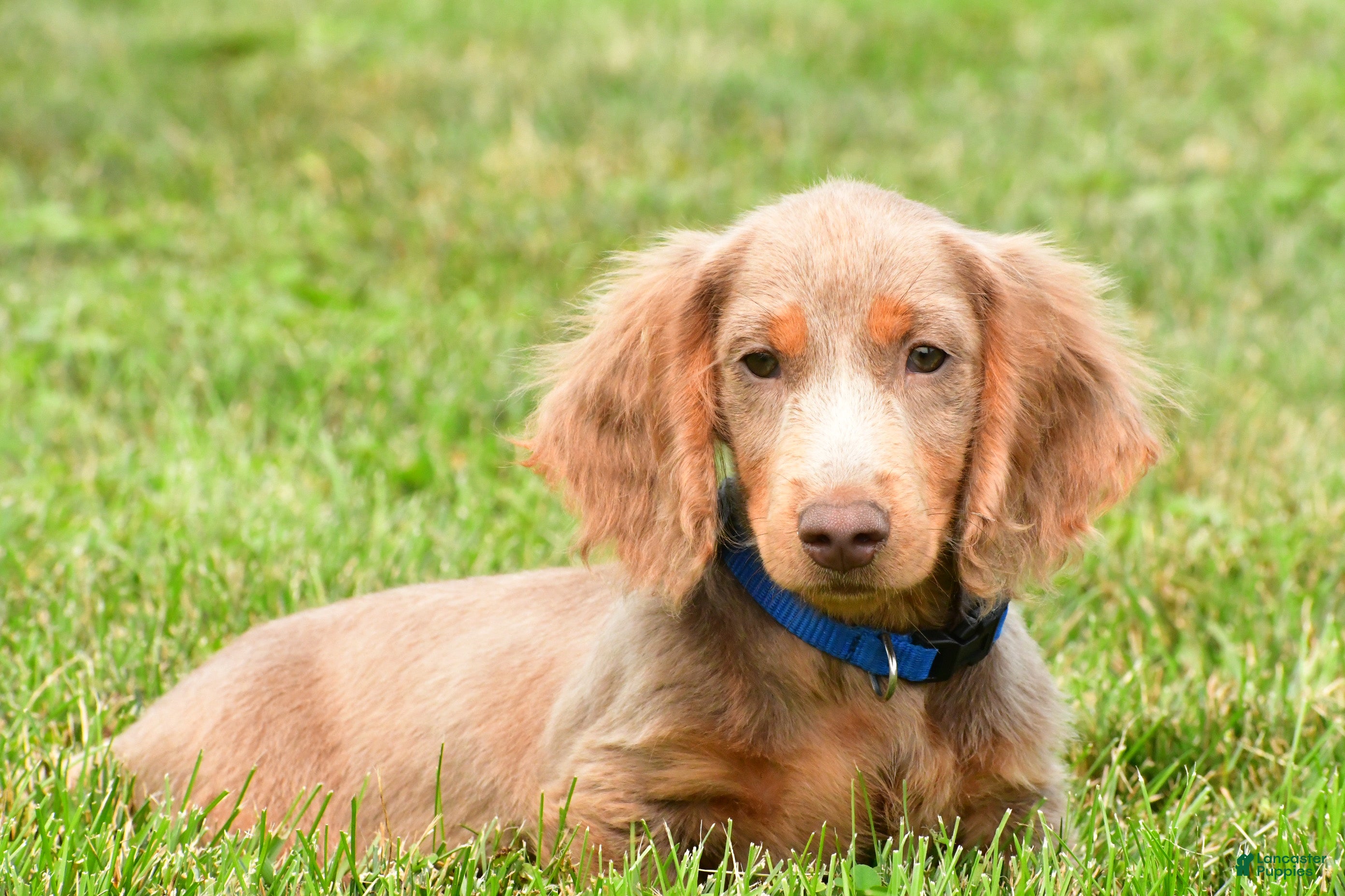 Miniature Dachshund dogs Bentley - Ad 1