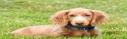 Miniature Dachshund dogs for sale: Bentley - Ad 1