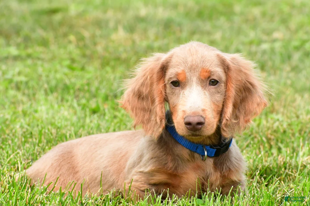 Miniature Dachshund dogs for sale: Bentley - Ad 1