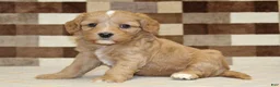 Double Doodle dogs for sale: Joy - Ad 1