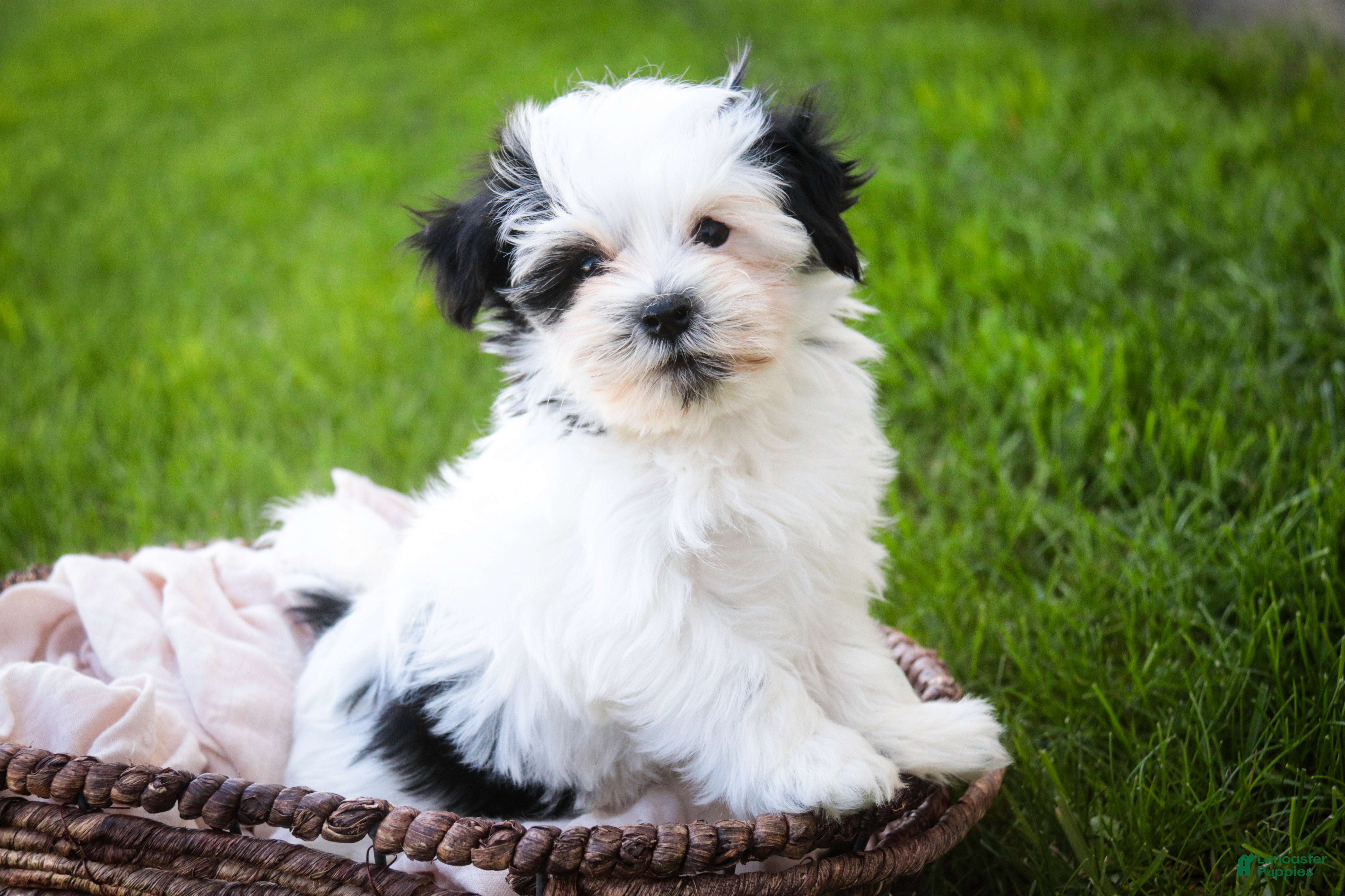 Havanese dogs for sale: Precious - Ad 3