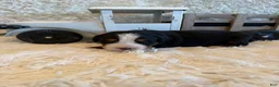 Bernese Mountain Dog dogs for sale: Hannah - Ad 19