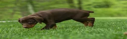 Doberman Pinscher dogs for sale:  Daisy (Red Rust) 🖤🐾 - Ad 18