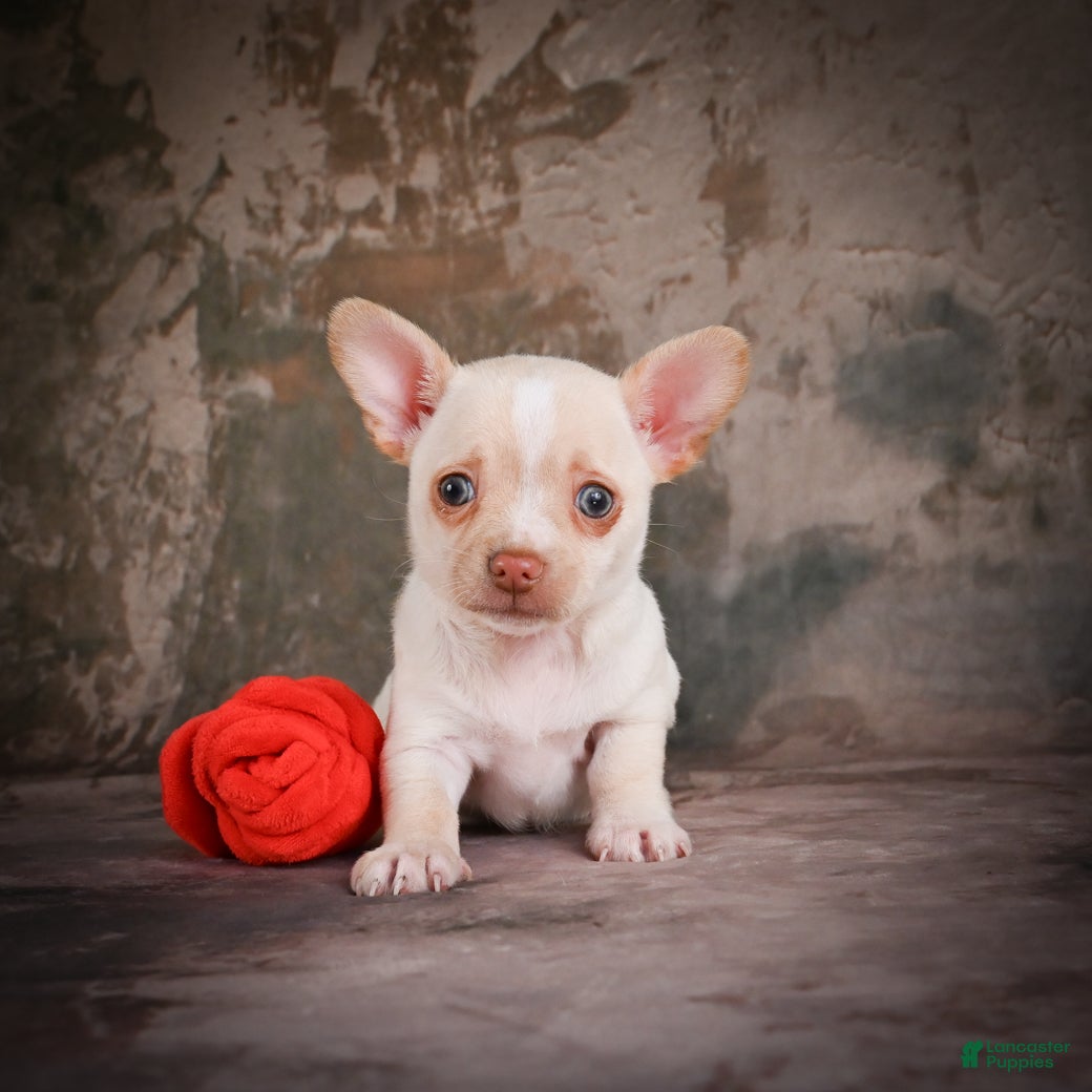 Chihuahua dogs Jackson - Ad 2