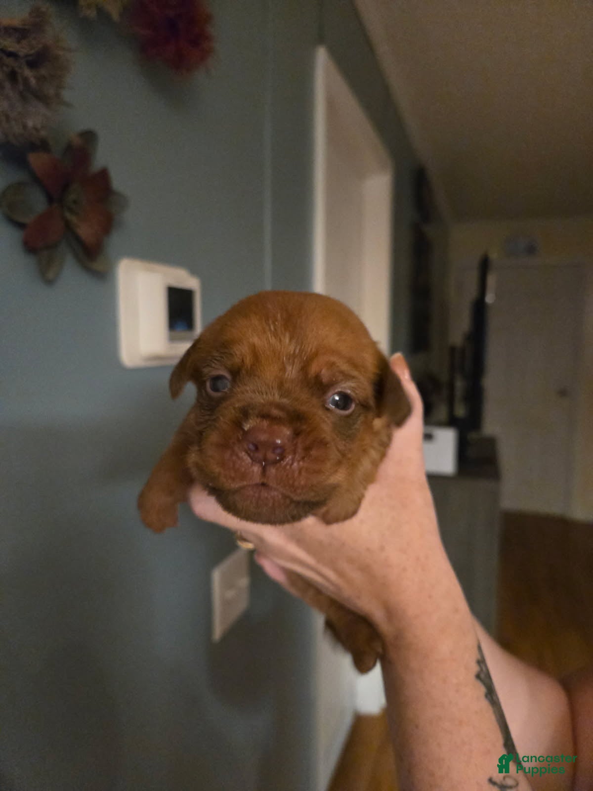 Bullmastiff dogs Purple Female - Ad 1