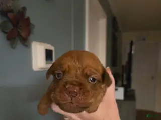 Bullmastiff dogs Purple Female - Ad 1
