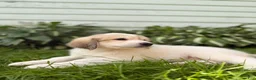 Great Pyrenees dogs for sale: Rhonda - Ad 11