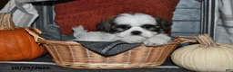 Shih Tzu dogs for sale: Zander - Ad 5