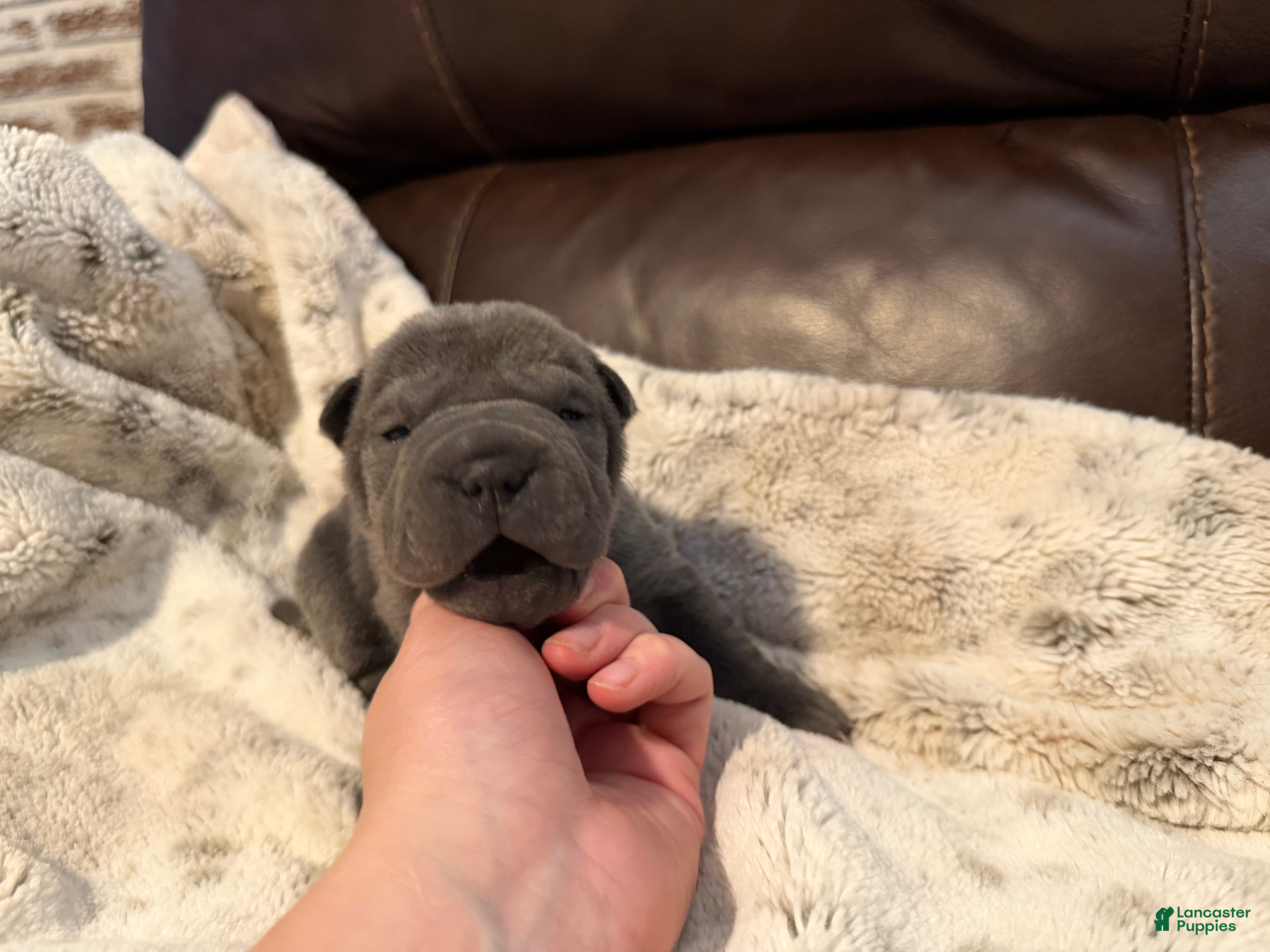 Shar Pei dogs Gwen - Ad 2