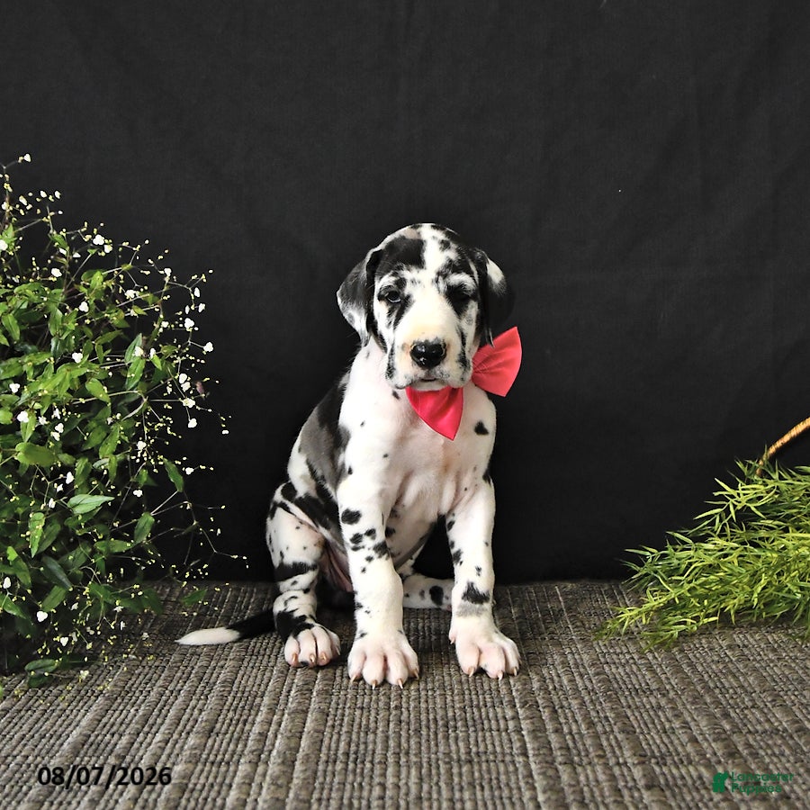 Great Dane dogs Ally - Ad 1