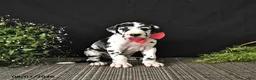 Great Dane dogs for sale: Ally - Ad 1
