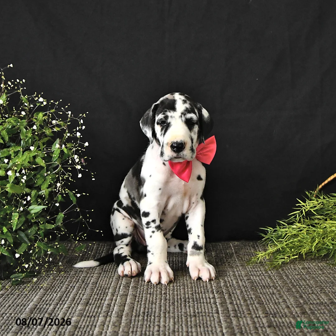 Great Dane dogs for sale: Ally - Ad 1