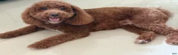 Mini Goldendoodle dogs for sale: Mini Goldendoodle 2 - Ad 5